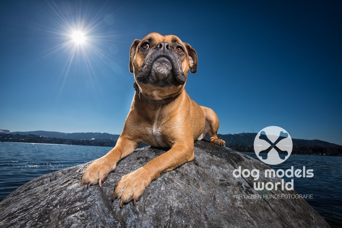 Continental Bulldogge MM0_4873-Bearbeitet