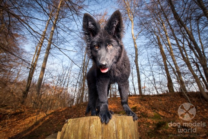Finia - Altdeutsche Schäferhündin. 14 Wochen alt. 