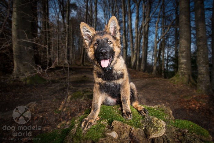 Flash - Altdeutscher Schäferhund. 14 Wochen alt.