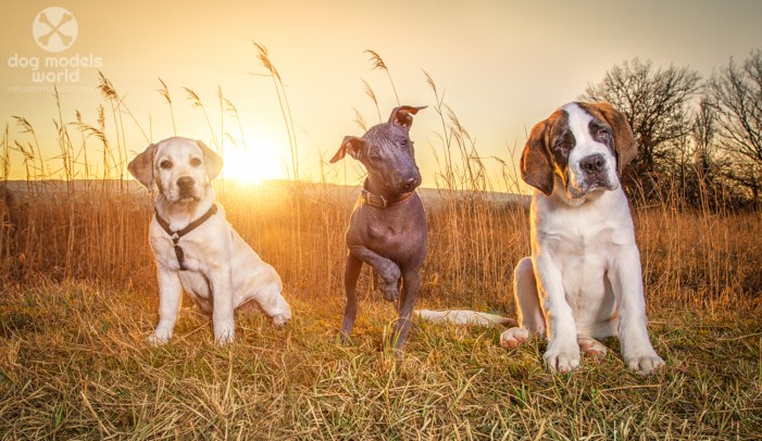 dogmodelsworld_group