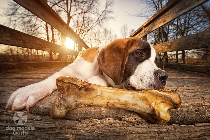 Lennox der Bernhardiner dogmodelsworld_lenny