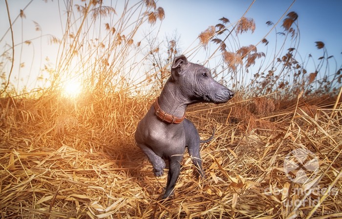 Dobby der Mexikanische Nackthund - Xoloitzcuintle