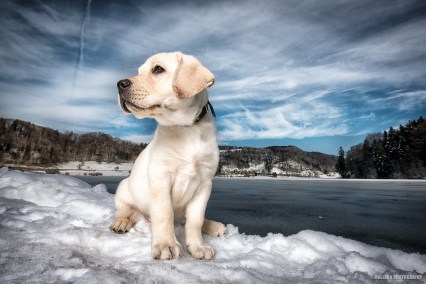 Helle oder ganz dunkle Hunde sind oft etwas schwieriger zu fotografieren. Das Hunde-Model sollte sich gut vom Hintergrund abheben.