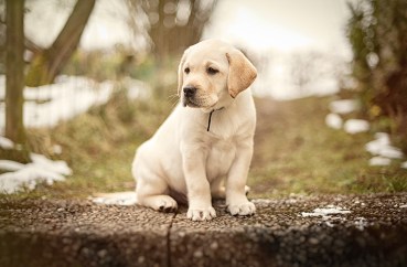 Gehe mit deiner Kamera auf Augenhöhe mit deinem Hunde-Model.