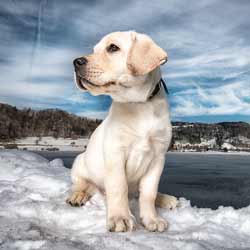 Tutorial 1 - Hundefotografie Basic-Tricks (Teil 1)