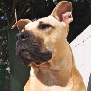 Rocco - Gewinner des Foto-Shootings April