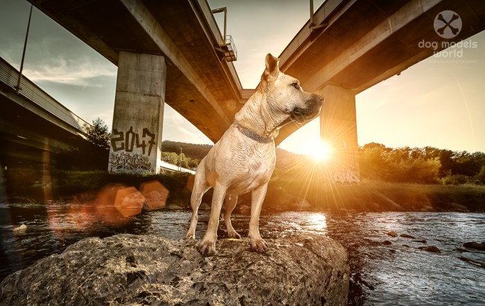 Rocco der Molosser Mischling. Die grösste und coolste Wasserratte von Zürich.