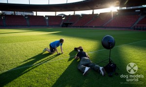 Dogmodelsworld_MM0_4550