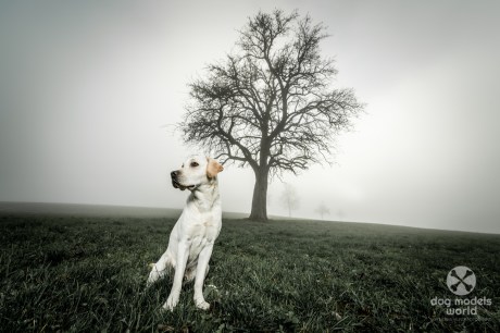 Nebel kann auch bewusst in die Bildgestaltung einbezogen werden. 