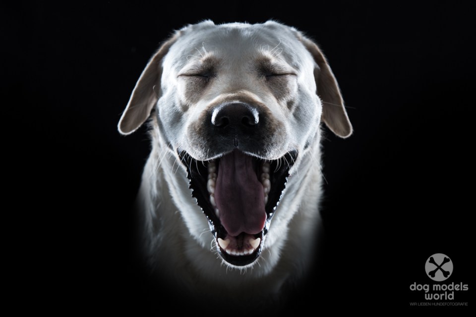 Labrador Michu im Fotostudio
